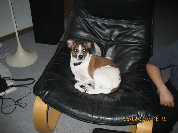 Dansk svensk gaardhund Bibi billede 2