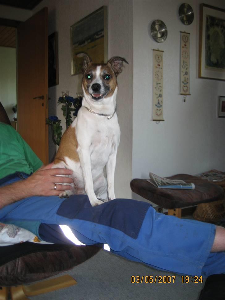 Dansk svensk gaardhund Bibi billede 3