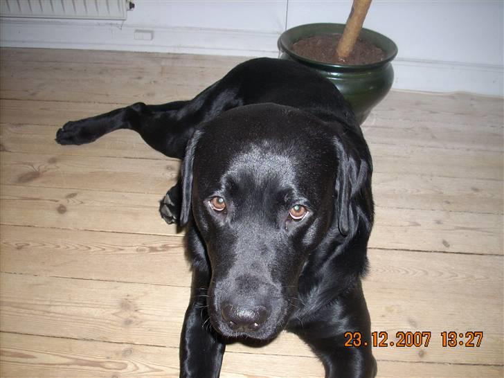 Labrador retriever Gilbert billede 14