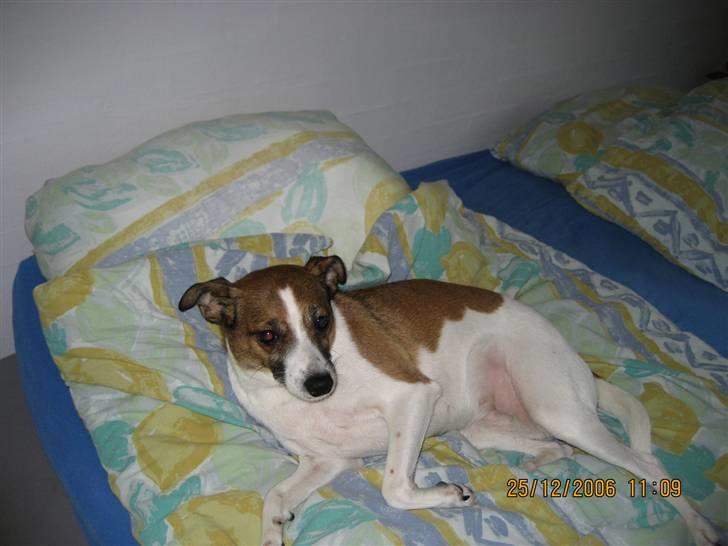 Dansk svensk gaardhund Bibi - Efter en lang tur i skoven billede 4