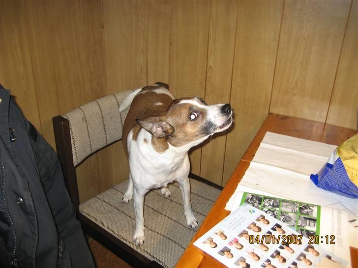 Dansk svensk gaardhund Bibi - her synger jeg hvilket jeg er god til billede 5