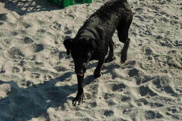 Blanding af racer BØLLE billede 3