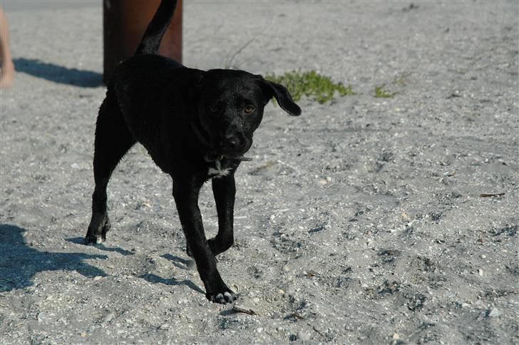 Blanding af racer BØLLE billede 4