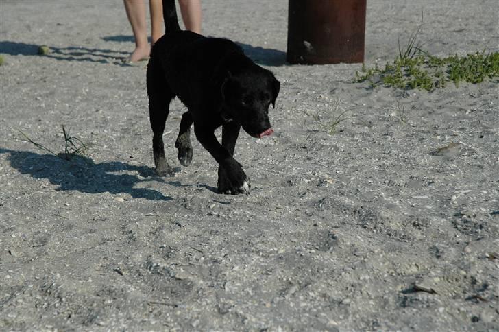 Blanding af racer BØLLE billede 5