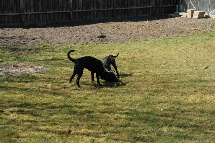 Blanding af racer BØLLE billede 6