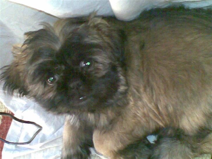 Shih tzu Targa - Ikke ret gammel.(: billede 3