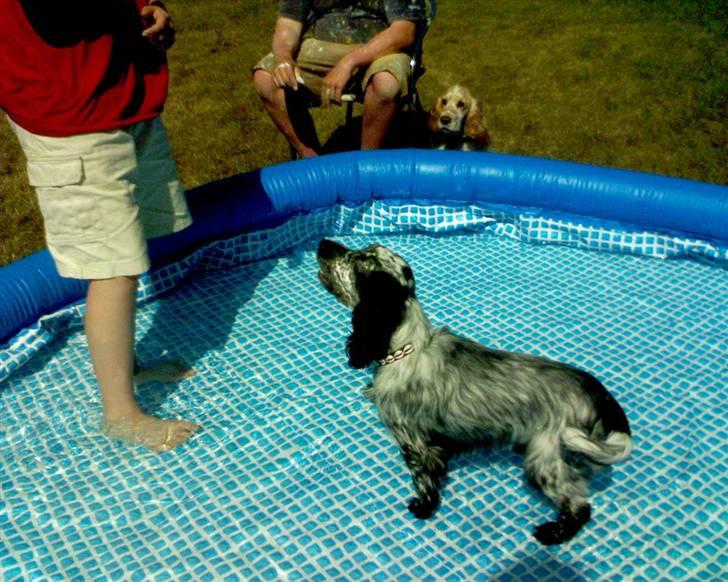 Cocker spaniel Charli - elsker vand især en varm sommerdag billede 10