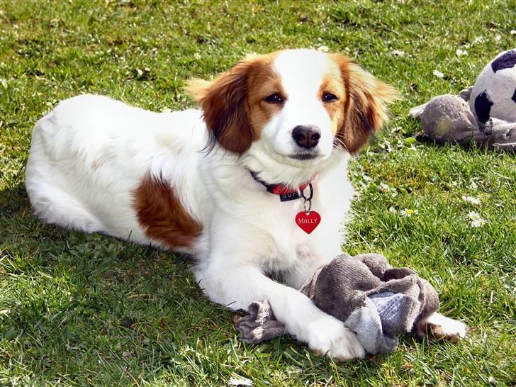 Kooikerhondje Molly billede 1