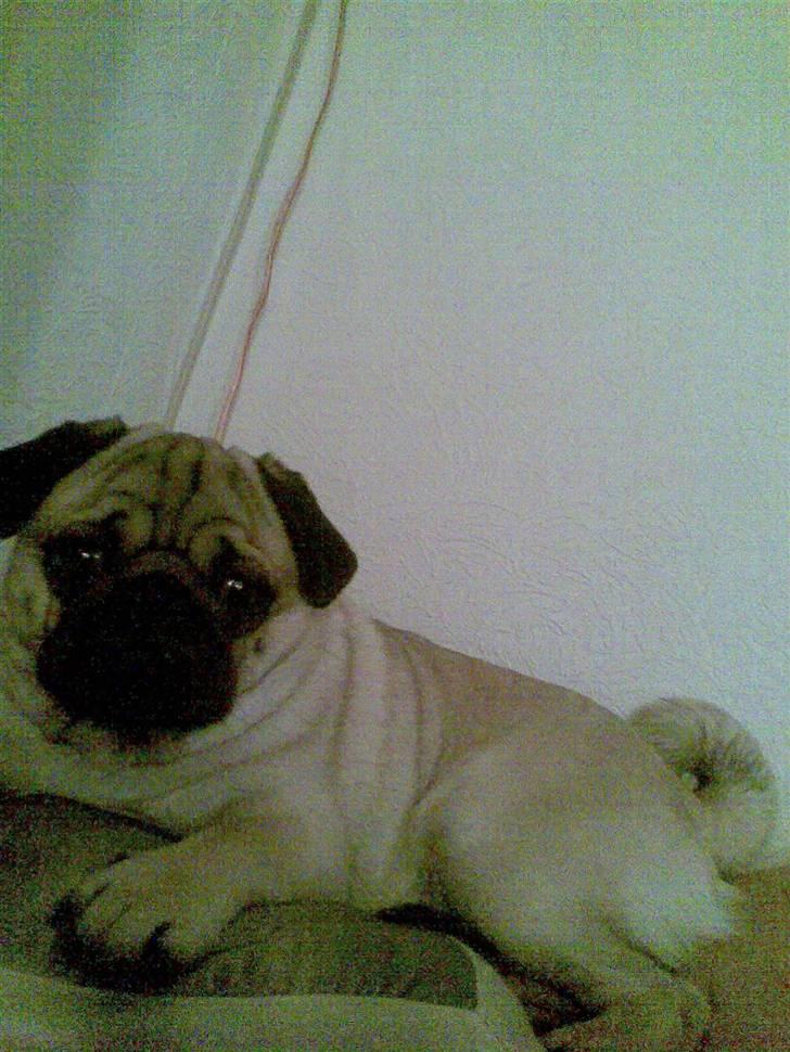 Mops Otte - så er det senge tid om lidt på mine forældres sofa :) billede 4