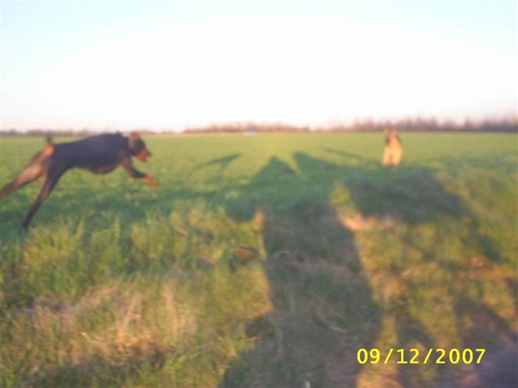 Dobermann Ally *R.I.P* billede 4
