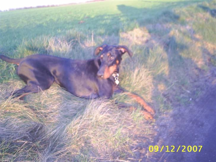 Dobermann Ally *R.I.P* billede 5