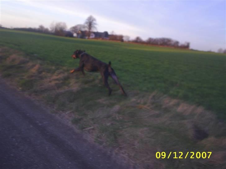 Dobermann Ally *R.I.P* billede 6