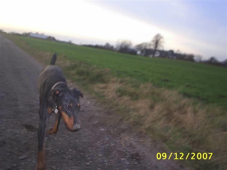 Dobermann Ally *R.I.P* billede 7
