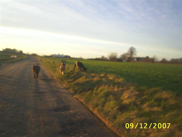 Dobermann Ally *R.I.P* - Ally og hendes 2 bedste venner, Mira vores anden gamle hund, og Nala mine forældres schaefer hvalp billede 8