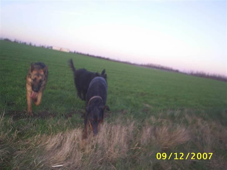 Dobermann Ally *R.I.P* - tøserne igen :) billede 9