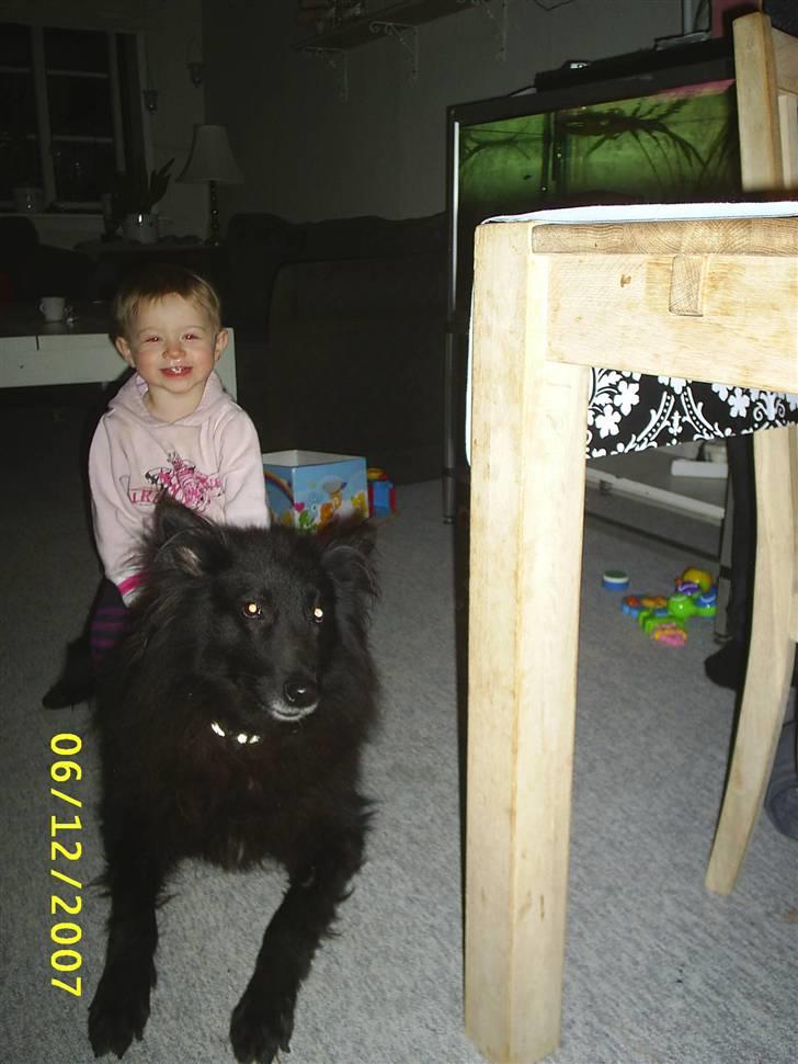 Groenendael Black Mira...  R.I.P <3 - Emmily er så glad for mira  billede 5