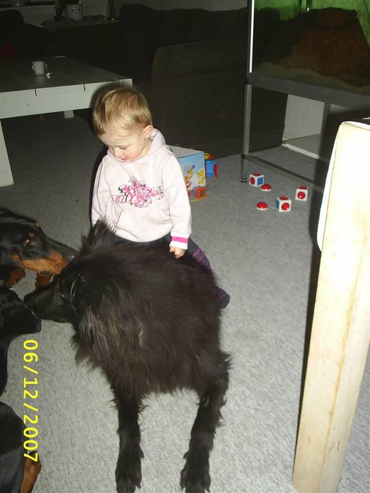 Groenendael Black Mira...  R.I.P <3 - Ally er lidt kaloux billede 6