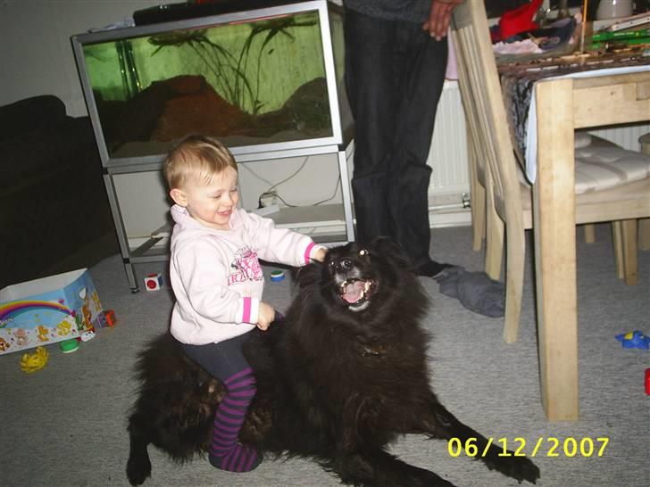 Groenendael Black Mira...  R.I.P <3 - Mira elsker når emmily river lidt i hende, hun opsøger selv den lille lige så snart hun er på gulvet :) billede 7