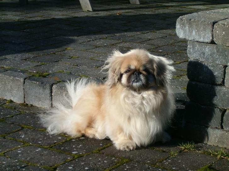 Pekingeser Line R.I.P Min skat - min engel billede 1