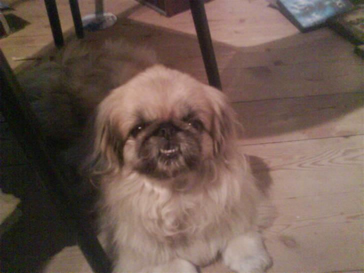 Pekingeser Line R.I.P Min skat - de ikkså gode d billeder af line hun er s´vær men her var jeg lidt heldig billede 2