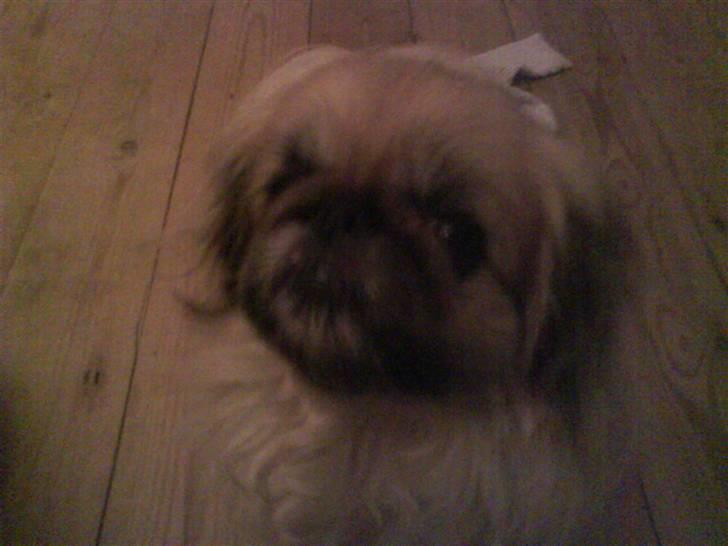 Pekingeser Line R.I.P Min skat - såå søøø billede 3