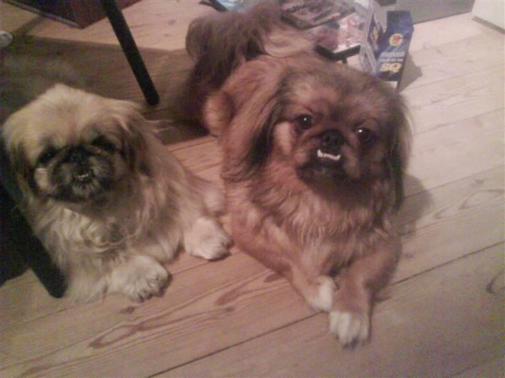 Pekingeser Line R.I.P Min skat - Her har vi line og freya sammen  billede 4