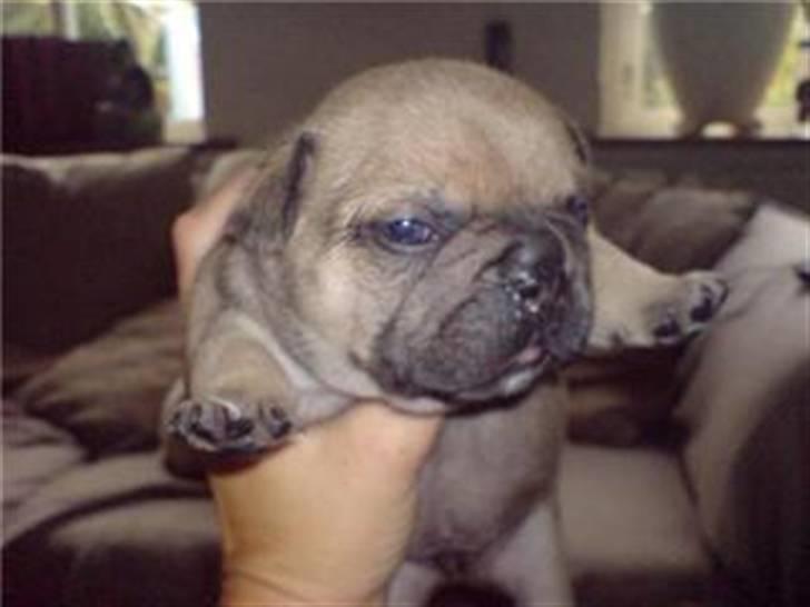 Fransk bulldog Joker Face Brown Sugar billede 6