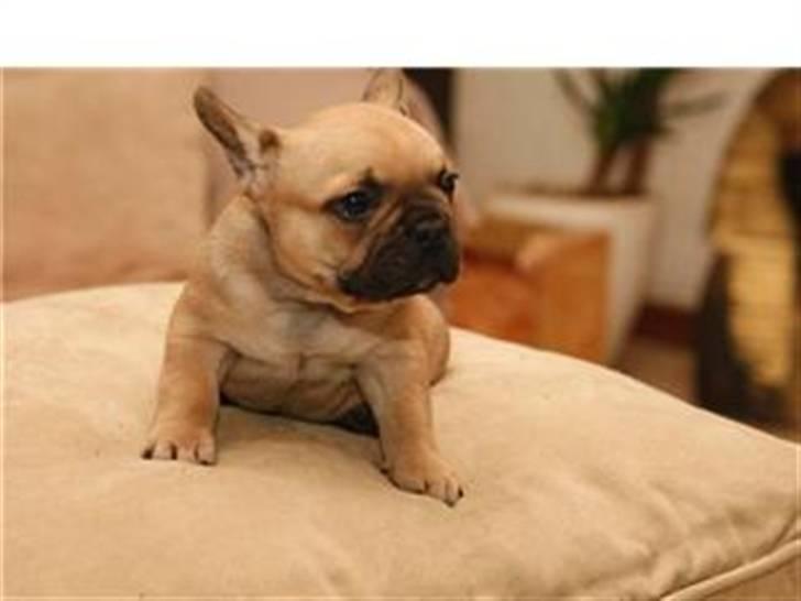 Fransk bulldog Joker Face Brown Sugar billede 7