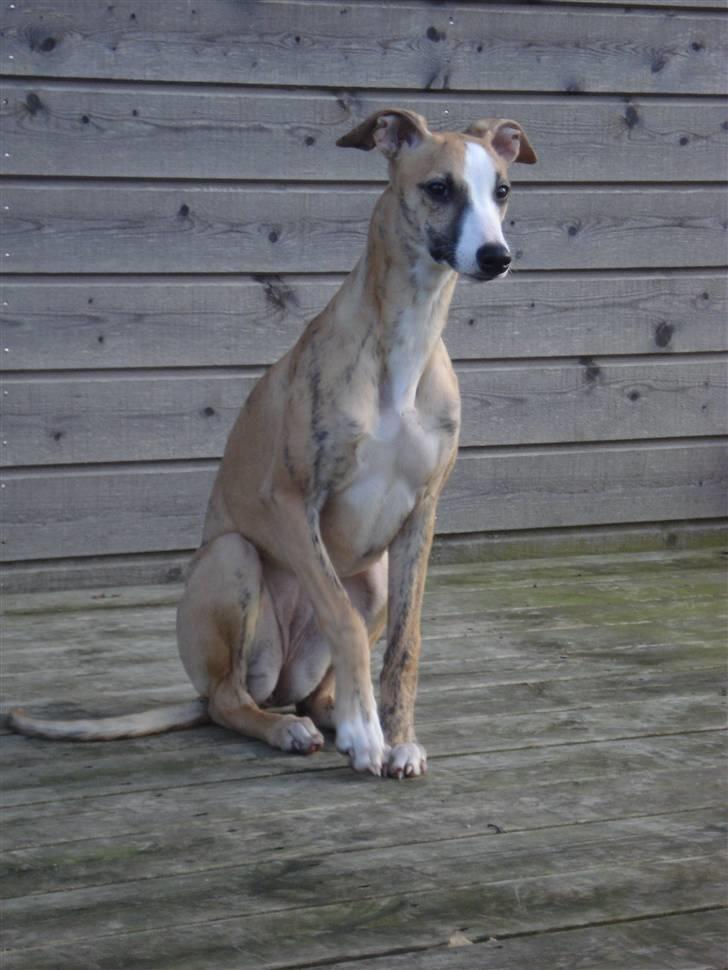 Whippet Sea Leopard´s Olathe - Her fra terrassen kan jeg følge med i, hvad der sker i haven og ud over markerne. billede 1