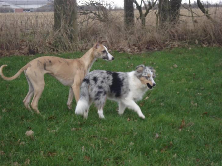 Whippet Sea Leopard´s Olathe - Her leger jeg med min bedste veninde, Ophelia, som er 1 måned ældre end mig. billede 2