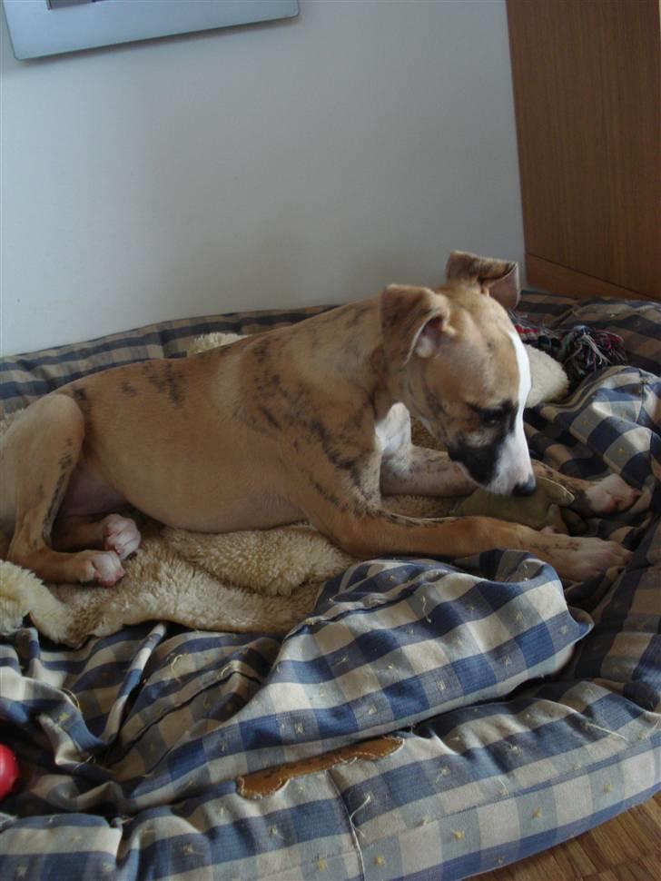 Whippet Sea Leopard´s Olathe - Her er jeg 3 måneder gammel  billede 3