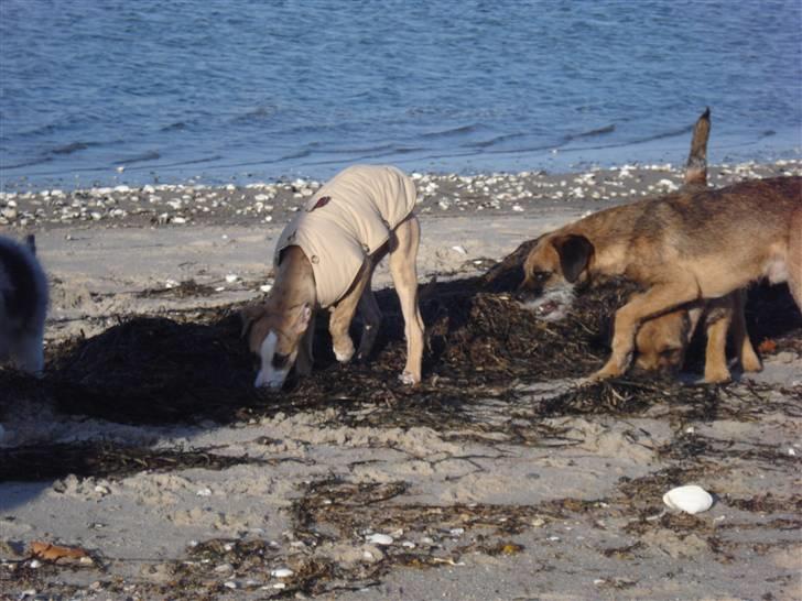 Whippet Sea Leopard´s Olathe - Til vinteren fik jeg en ny frakke. Her er jeg på stranden kort før jul med mine border terrier-venner  billede 4