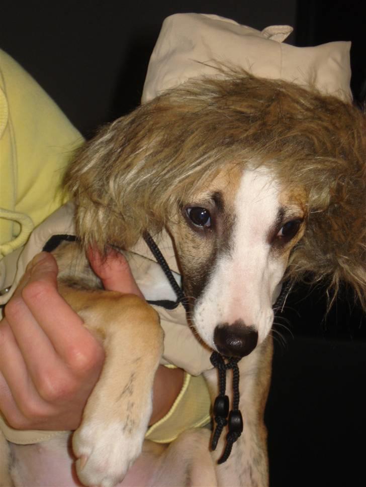 Whippet Sea Leopard´s Olathe - Min nye frakke har også hætte. Er den ikke "cool" ? billede 5