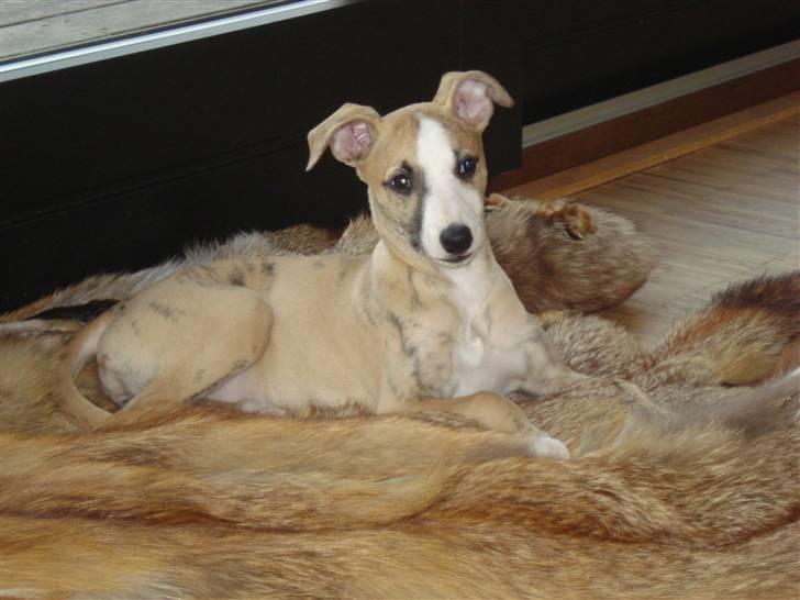 Whippet Sea Leopard´s Olathe - Når jeg en gang bliver stor, vil jeg have pels. billede 6