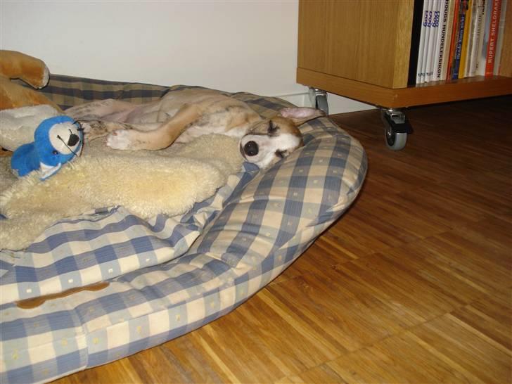 Whippet Sea Leopard´s Olathe - Efter en tur på stranden bliver man godt nok træt. billede 7