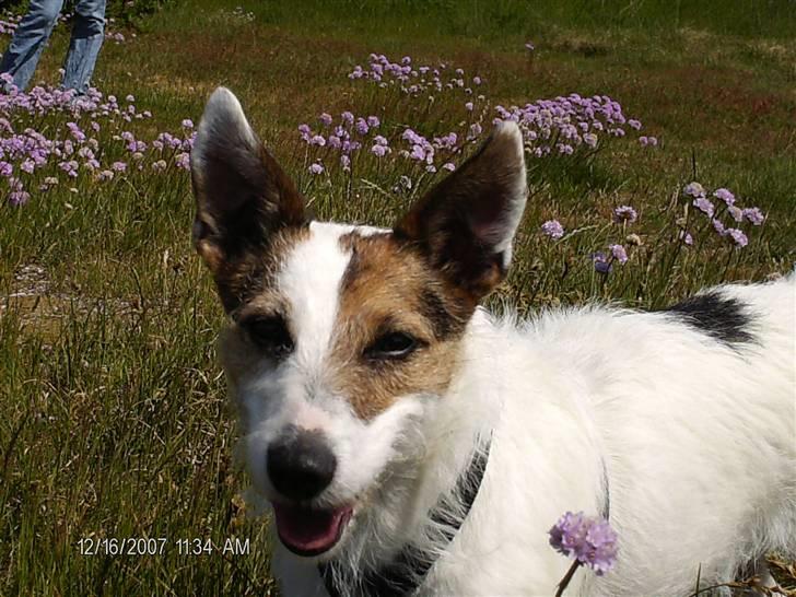 Jack russell terrier Fie - Fie på tur til stranden, meget glad =) billede 1