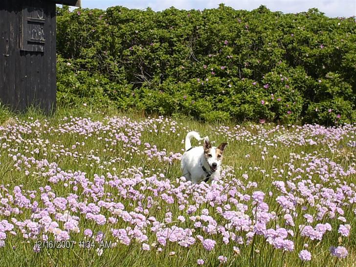 Jack russell terrier Fie - Herlig musejagt =) billede 2