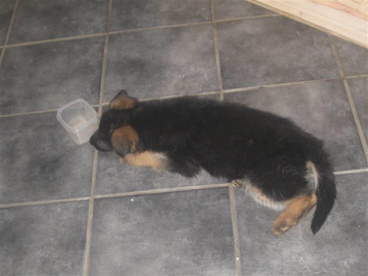 Schæferhund koldbakkens simba billede 1