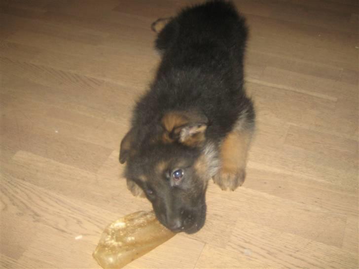 Schæferhund koldbakkens simba billede 2