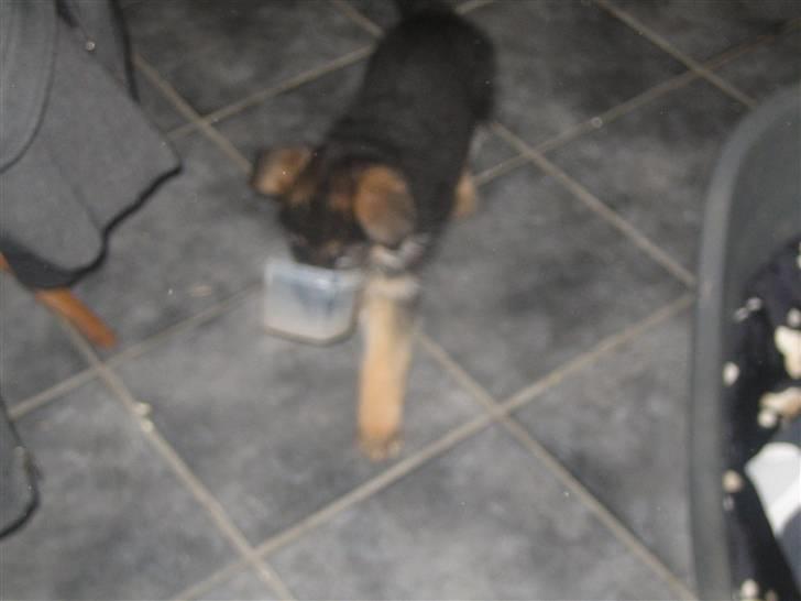 Schæferhund koldbakkens simba - jeg går lige en tur med min vand skål okay mor? billede 3