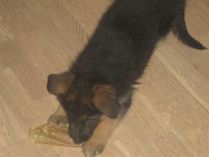 Schæferhund koldbakkens simba billede 4