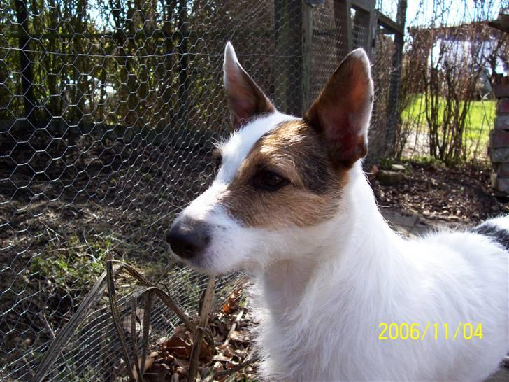 Jack russell terrier Fie billede 3