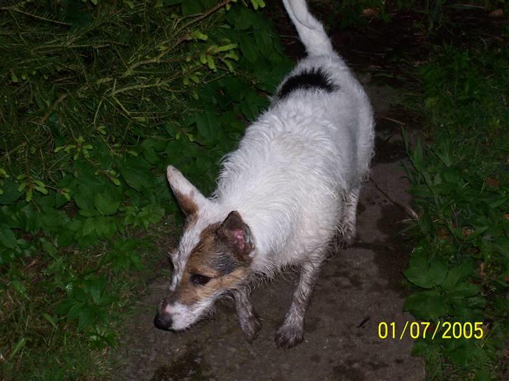 Jack russell terrier Fie - Efter en rottejagt på 1 1/2 time, elskede hvert minut  billede 4