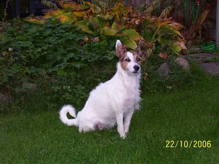 Jack russell terrier Fie billede 5
