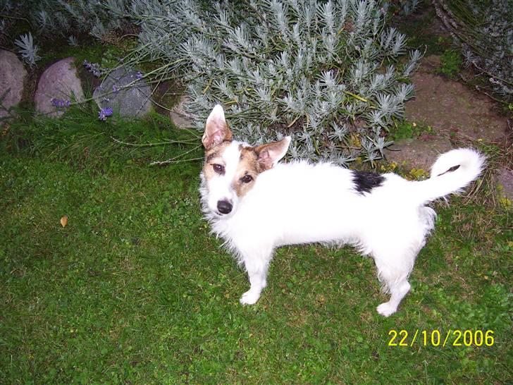 Jack russell terrier Fie billede 6