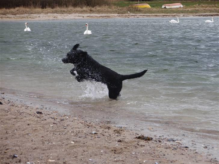 Blanding af racer Sally (sørøveren) - Sally i balletten svanesøen :o) billede 9