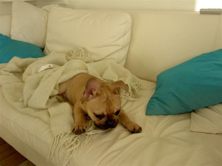 Fransk bulldog Joker Face Brown Sugar billede 8