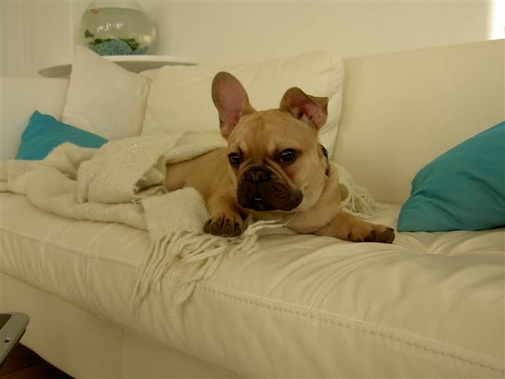 Fransk bulldog Joker Face Brown Sugar billede 9