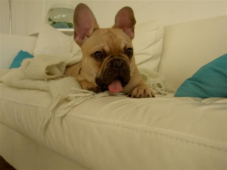 Fransk bulldog Joker Face Brown Sugar billede 10