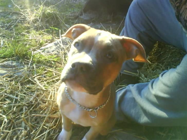 Amerikansk staffordshire terrier Naya billede 1